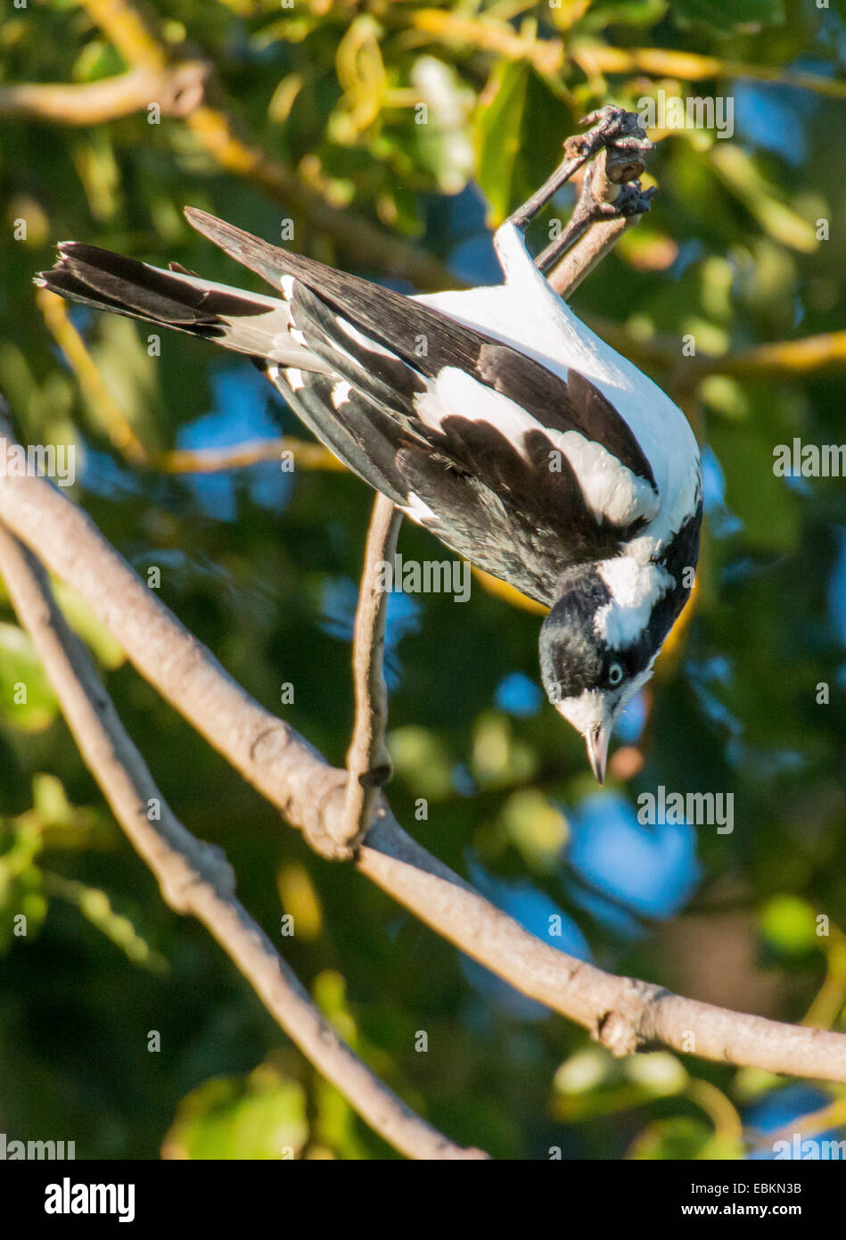 Black-throated butcher bird (Cracticus nigrogularis), climbing in a tree, Australia, Western Australia Stock Photo