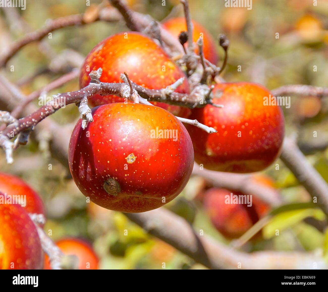 Apple orchard apple tree hi-res stock photography and images - Alamy
