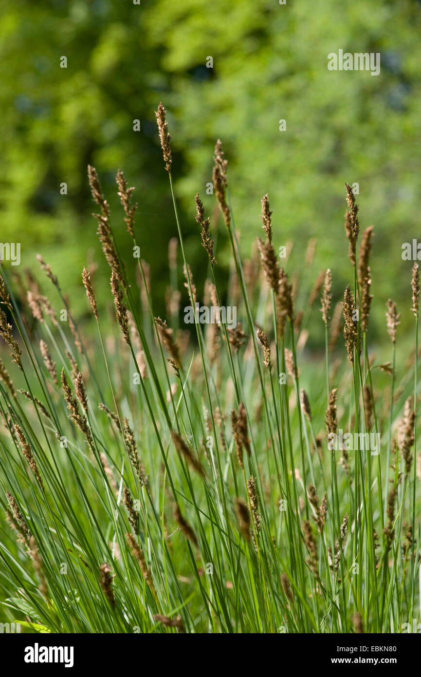 fibrous tussock-sedge (Carex appropinquata), blooming, Germany Stock Photo