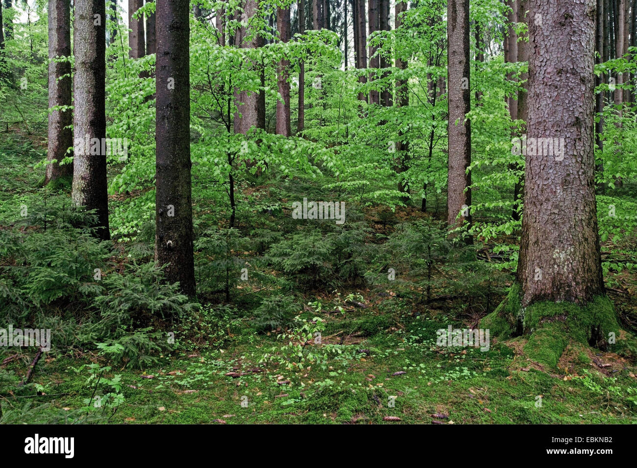 Norway spruce (Picea abies), spruce forest with beeches, Germany, Bavaria, Oberbayern, Upper Bavaria Stock Photo