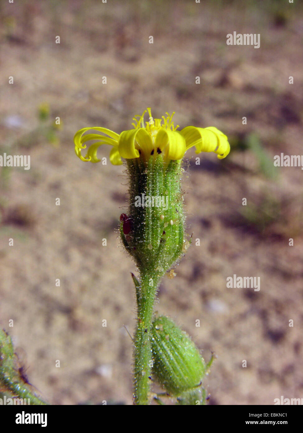 sticky groundsel, viscid groundsel, sticky ragwort (Senecio viscosus), inflorescence, Germany Stock Photo