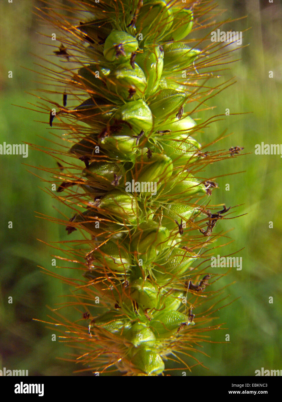 Yellow foxtail, Yellow bristlegrass, Pigeon grass, Cattail grass  (Setaria pumila, Setaria glauca), fruits, Germany Stock Photo