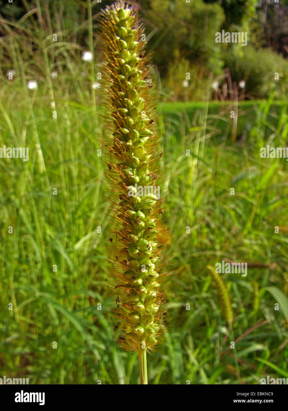 Yellow foxtail, Yellow bristlegrass, Pigeon grass, Cattail grass  (Setaria pumila, Setaria glauca), inflorescence, Germany Stock Photo
