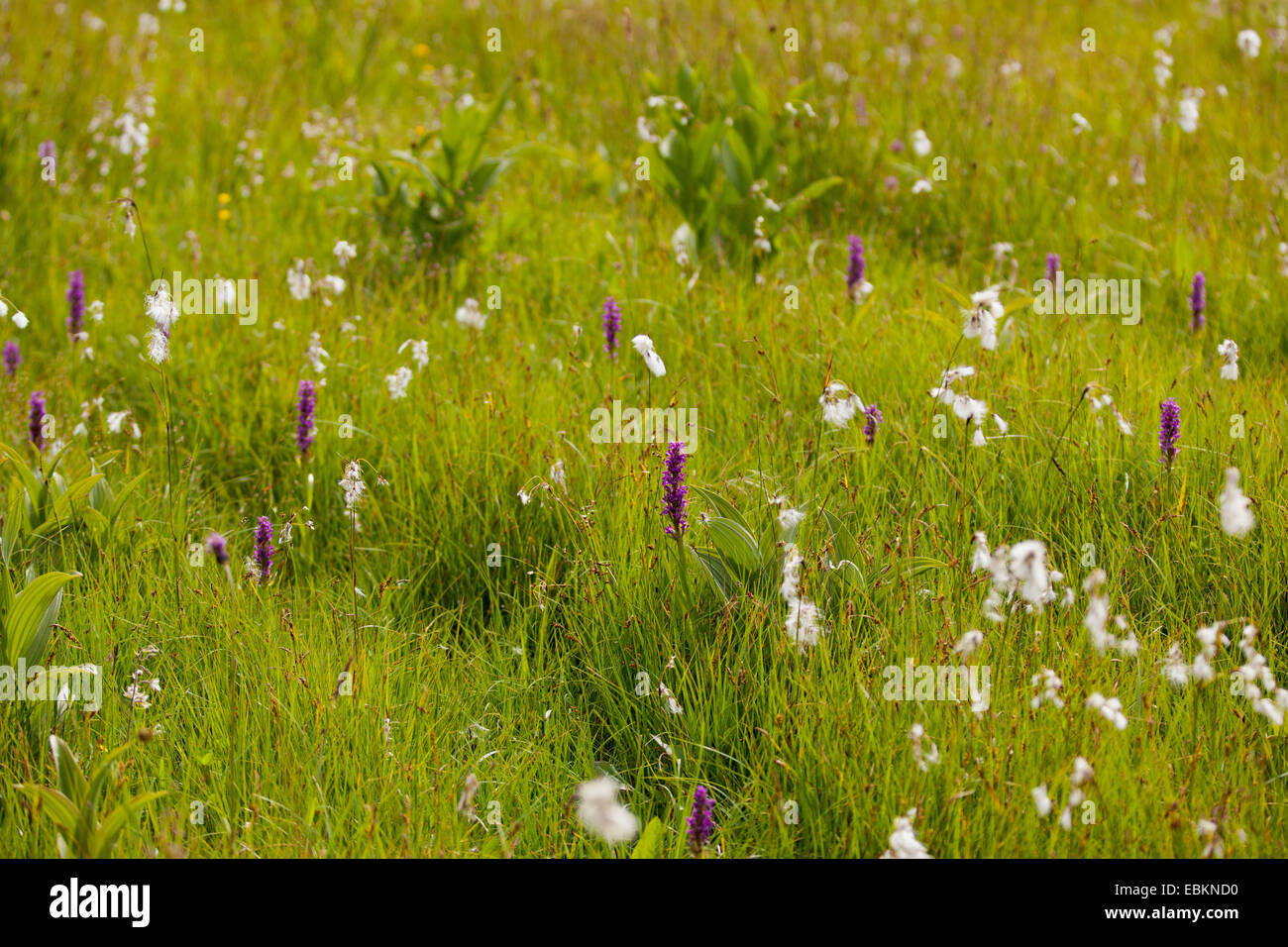 common cotton-grass, narrow-leaved cotton-grass (Eriophorum angustifolium), upland moor with orchids and cottongrass, Germany, Bavaria, Staffelsee Stock Photo