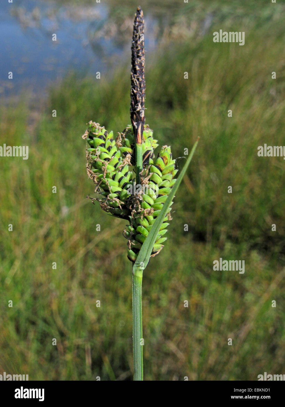 common sedge (Carex nigra, Carex fusca), inflorescence with male and female inflorescences, Germany, North Rhine-Westphalia Stock Photo