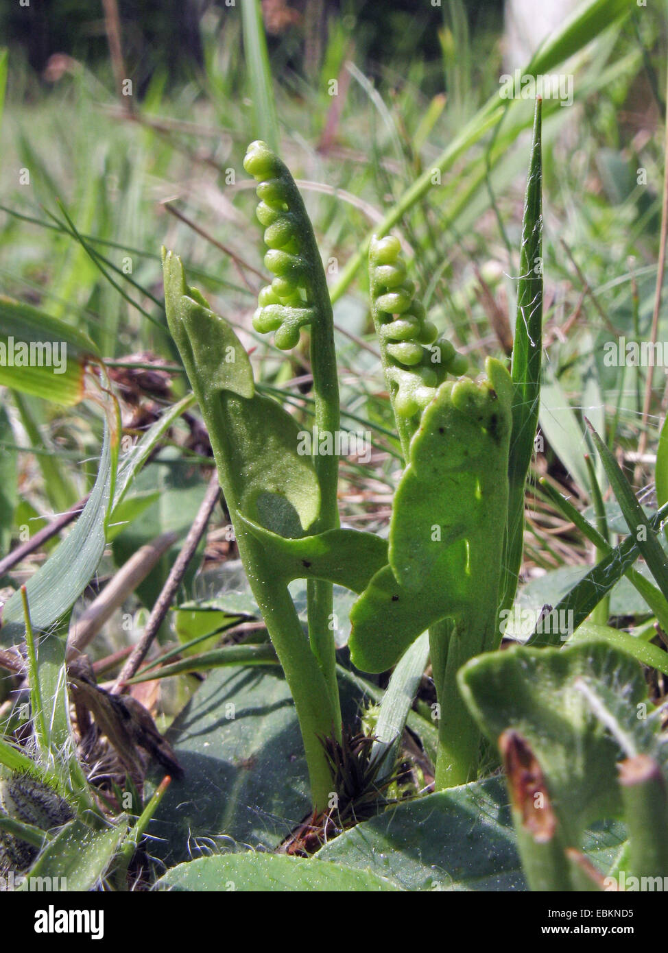 moonwort grape-fern (Botrychium lunaria), in a meadow, Germany, North Rhine-Westphalia Stock Photo