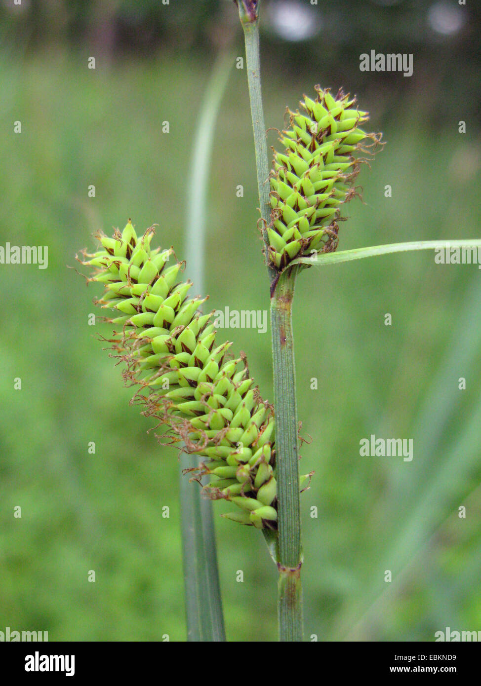 lesser pond-sedge (Carex acutiformis), female spikelet, Germany, North Rhine-Westphalia Stock Photo