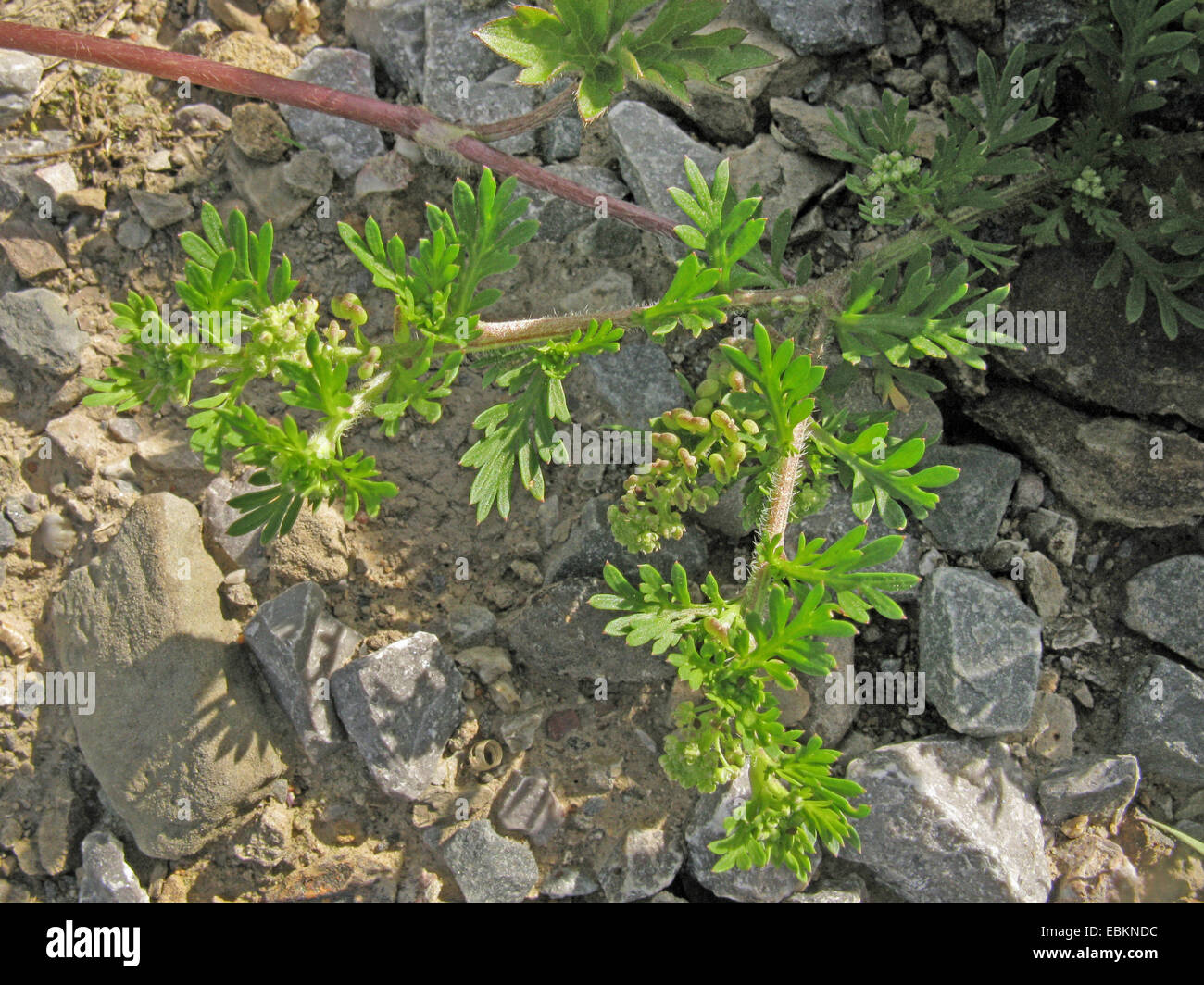 lesser swine-cress, wartcress (Coronopus didymus), blooming on shingle, Germany, North Rhine-Westphalia Stock Photo