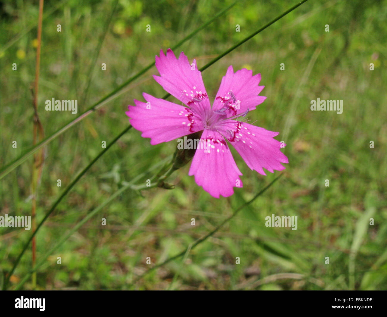 maiden pink (Dianthus deltoides), flower, Germany, North Rhine-Westphalia Stock Photo