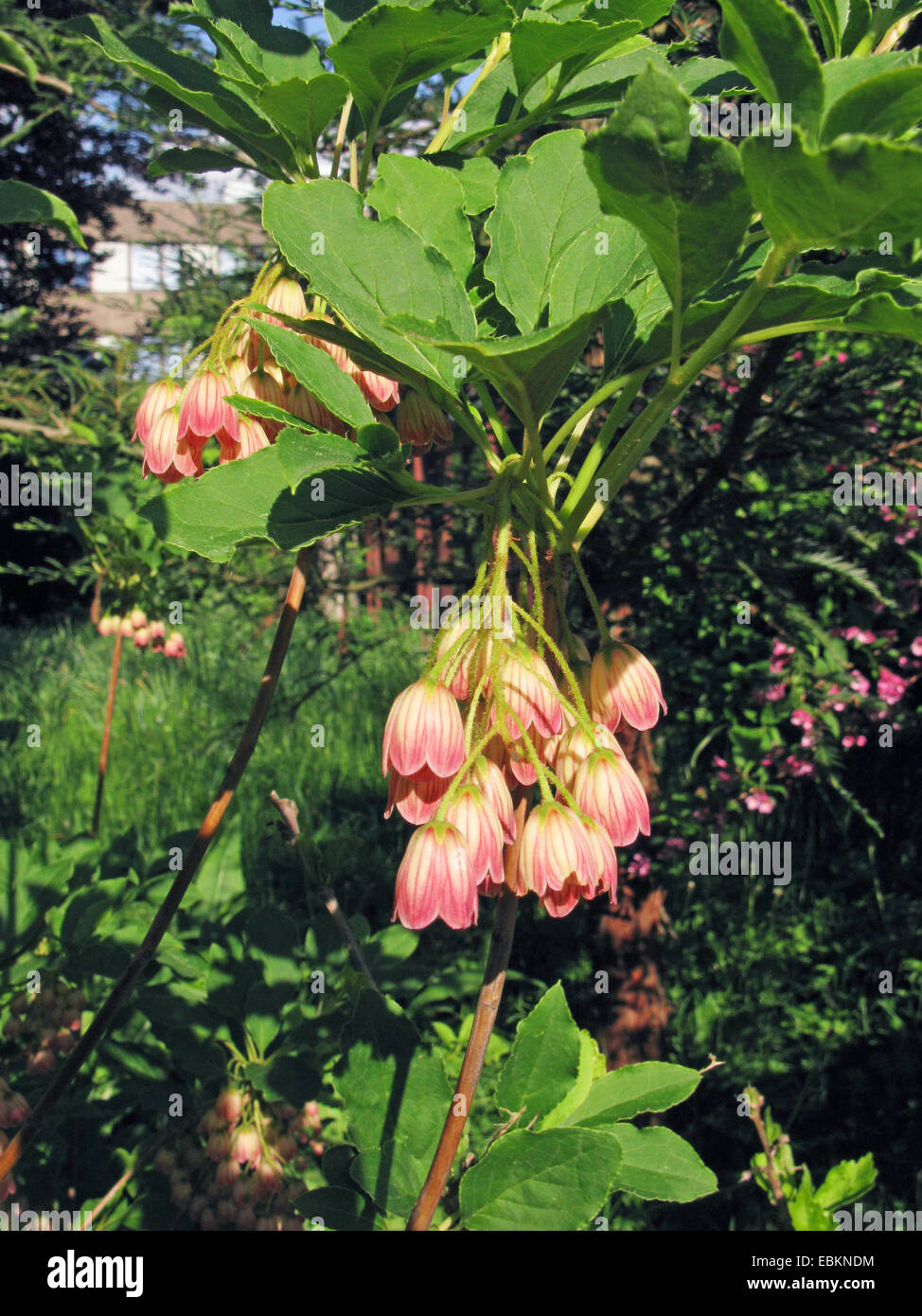 Redvein Enkianthus (Enkianthus campanulatus), blooming Stock Photo