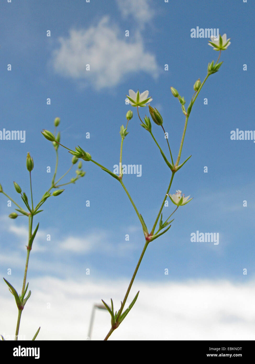 Fine- leaved Sandwort (Minuartia hybrida, Minuartia hybrida subsp. vaillantiana, Minuartia tenuifolia), blooming against blue sky, Germany, North Rhine-Westphalia Stock Photo