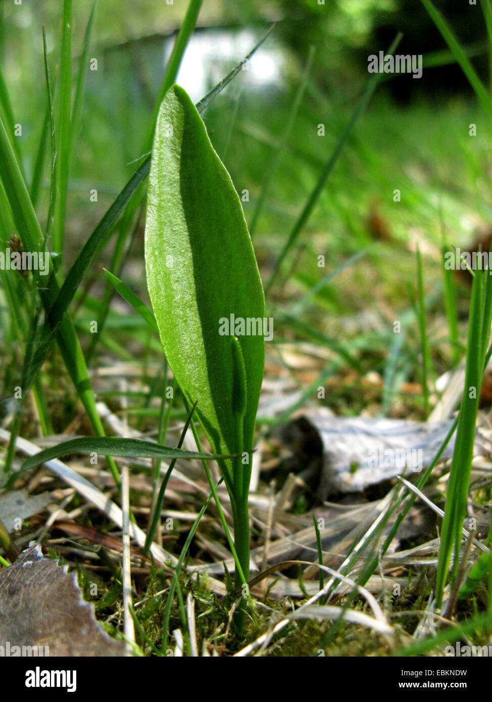 Adders-tongue fern, English adder's tongue, Southern adderstongue (Ophioglossum vulgatum), mith spore-bearing spike, Germany, North Rhine-Westphalia Stock Photo