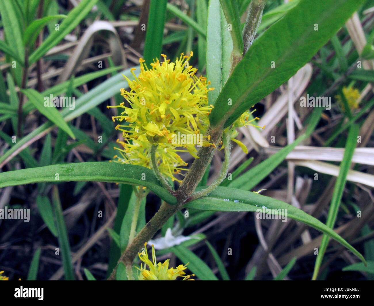 tufted loosestrife,m water loosestrife (Lysimachia thyrsiflora), blooming, Germany, North Rhine-Westphalia Stock Photo