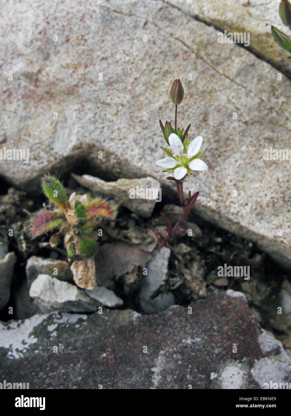 Fine- leaved Sandwort (Minuartia hybrida, Minuartia hybrida subsp. vaillantiana, Minuartia tenuifolia), blooming between stones, Germany, North Rhine-Westphalia Stock Photo