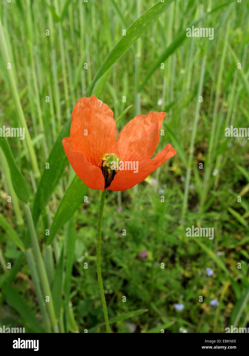 Yellow-juiced Poppy, Long-headed poppy, Field poppy (Papaver lecoqii, Papaver dubium ssp. lecoqii), blooming in a cornfield, Germany, North Rhine-Westphalia Stock Photo