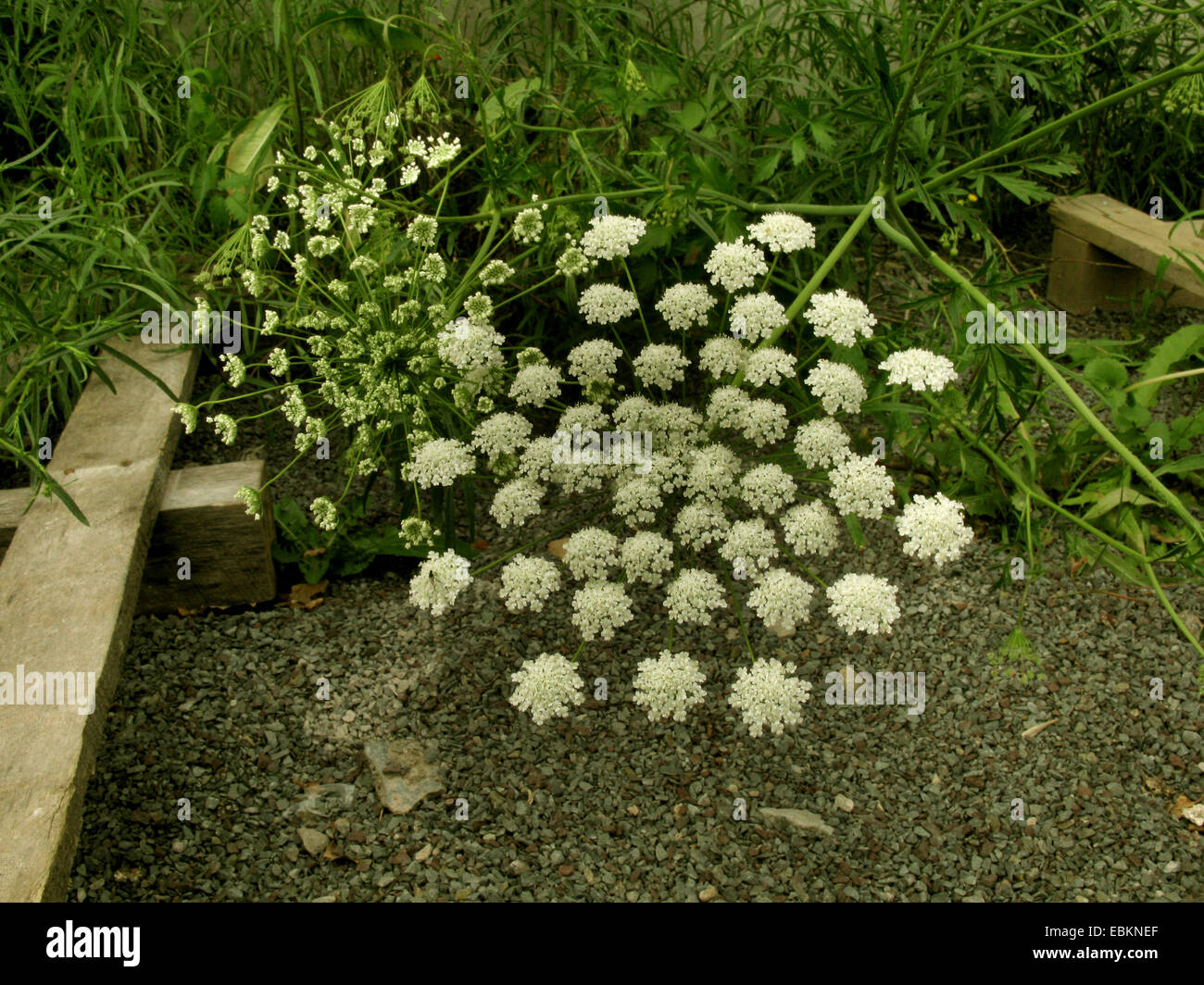 Southern Burnet Saxifrage (Pimpinella peregrina), blooming, Germany, North Rhine-Westphalia Stock Photo