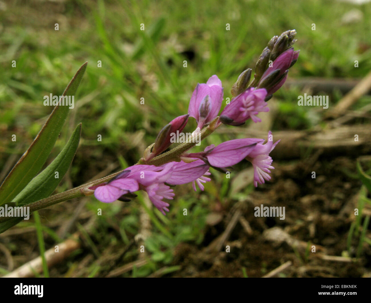 common milkwort (Polygala vulgaris), blooming, Germany, North Rhine-Westphalia Stock Photo