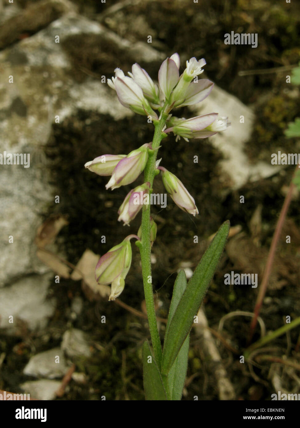 common milkwort (Polygala vulgaris), blooming, Germany, North Rhine-Westphalia Stock Photo