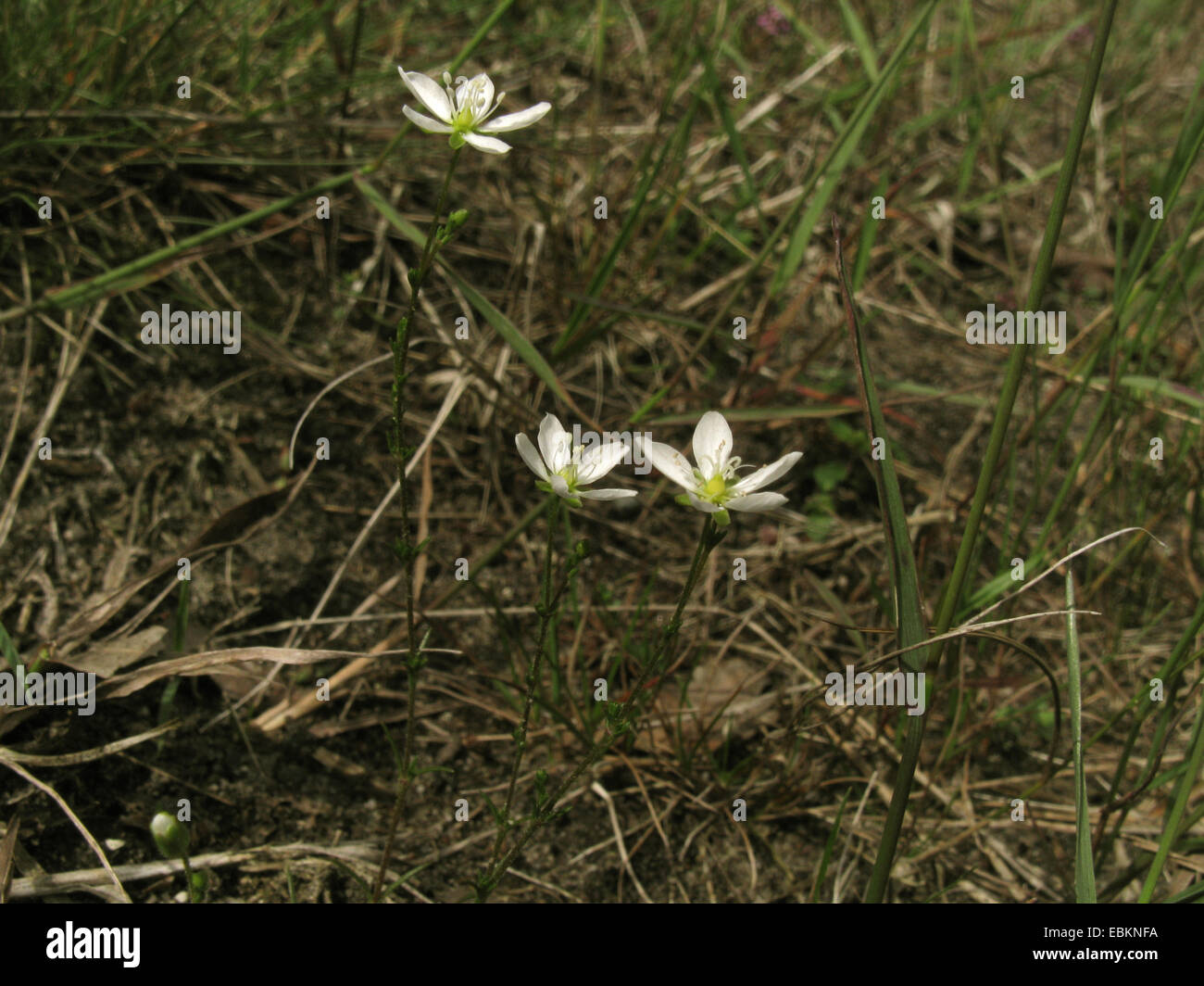 knotted pearlwort (Sagina nodosa), blooming, Germany, North Rhine-Westphalia Stock Photo