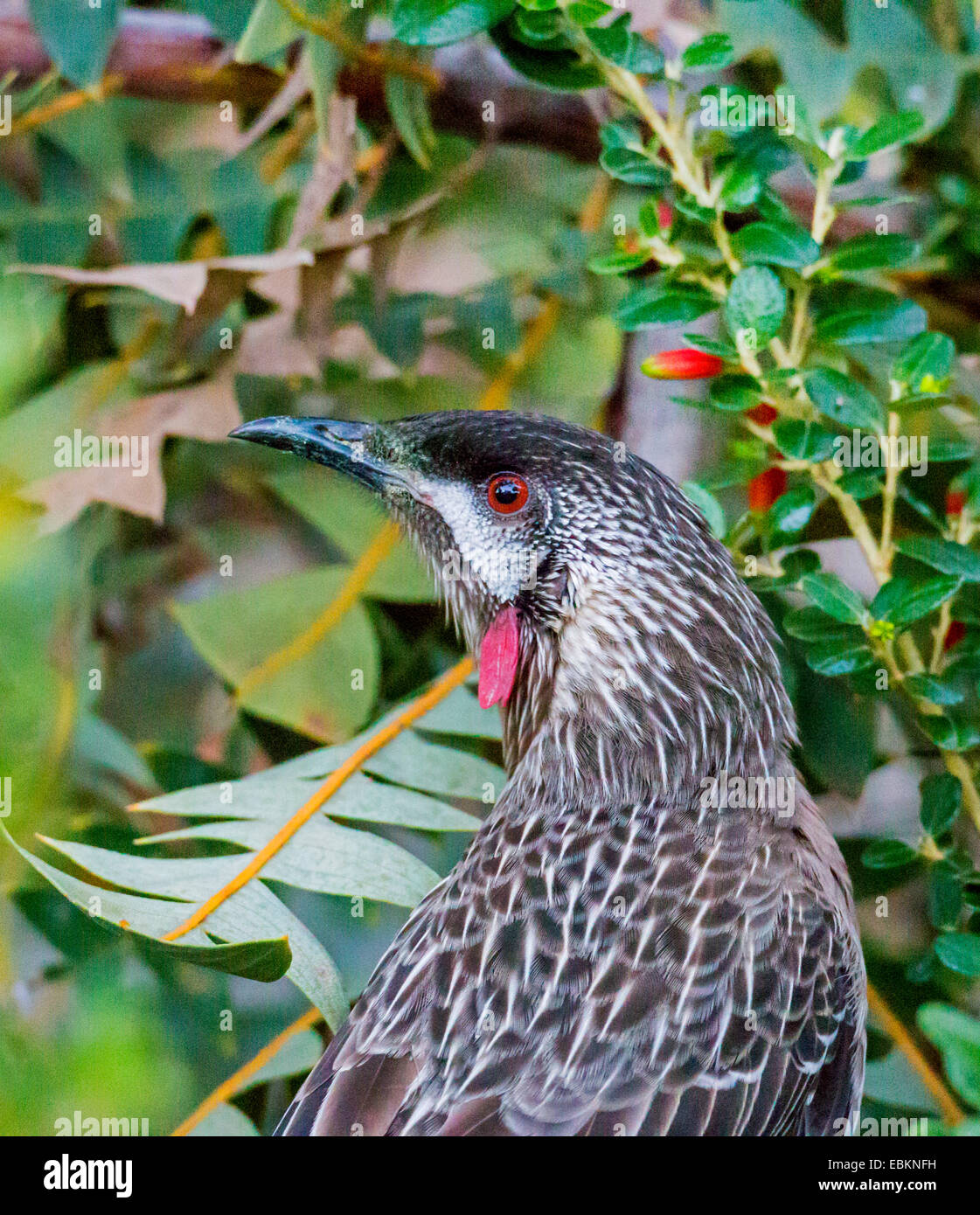 red wattle bird (Anthochaera carunculata), portrait, Australia, Western Australia Stock Photo