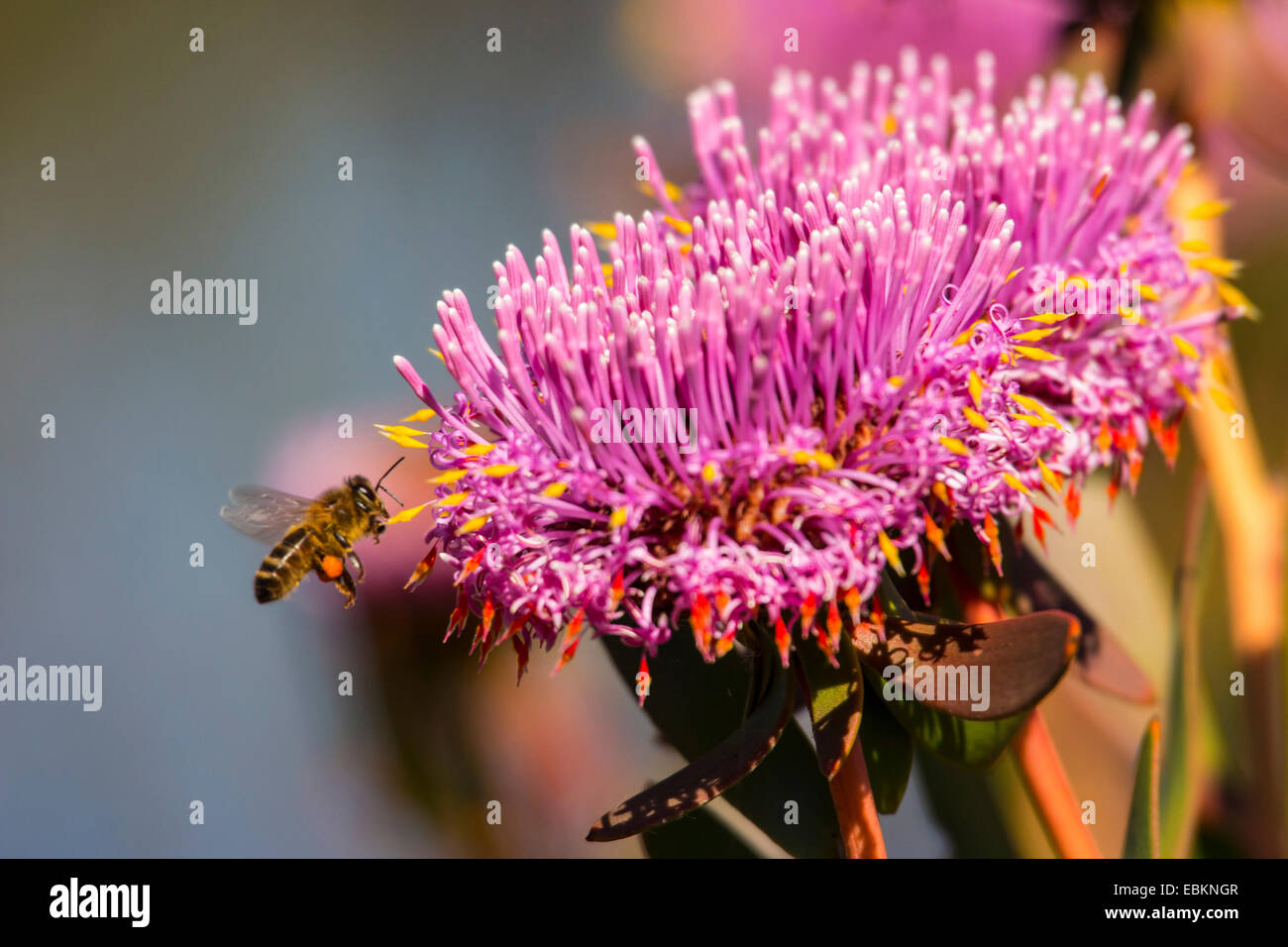 bee at blossom, Australia, Western Australia Stock Photo