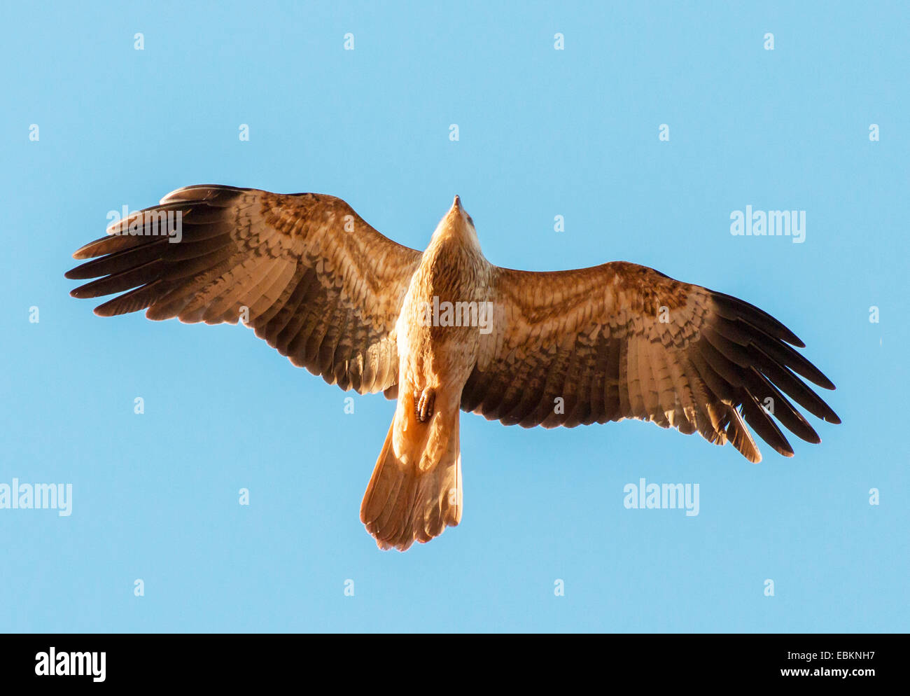 Whistling Kite (Milvus sphenurus, Haliastur sphenurus), in flight, Australia, Western Australia Stock Photo