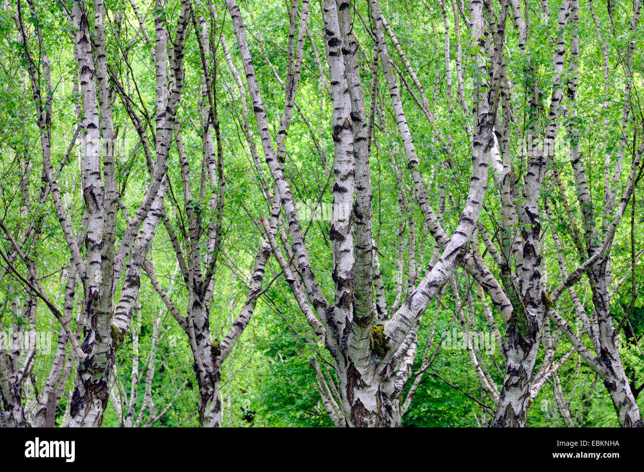 birch (Betula spec.), birch wood in spring, Germany Stock Photo Alamy