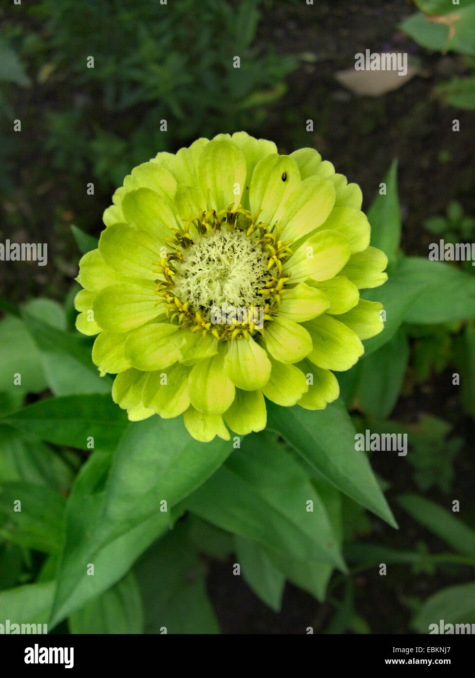 Zinnia, Youth-and-old age, Common Zinnia (Zinnia elegans 'Limette', Zinnia elegans Limette), inflorescence Stock Photo