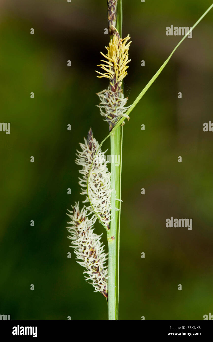 Slender sedge, Woolfruit sedge (Carex lasiocarpa), spikelet, Germany Stock Photo