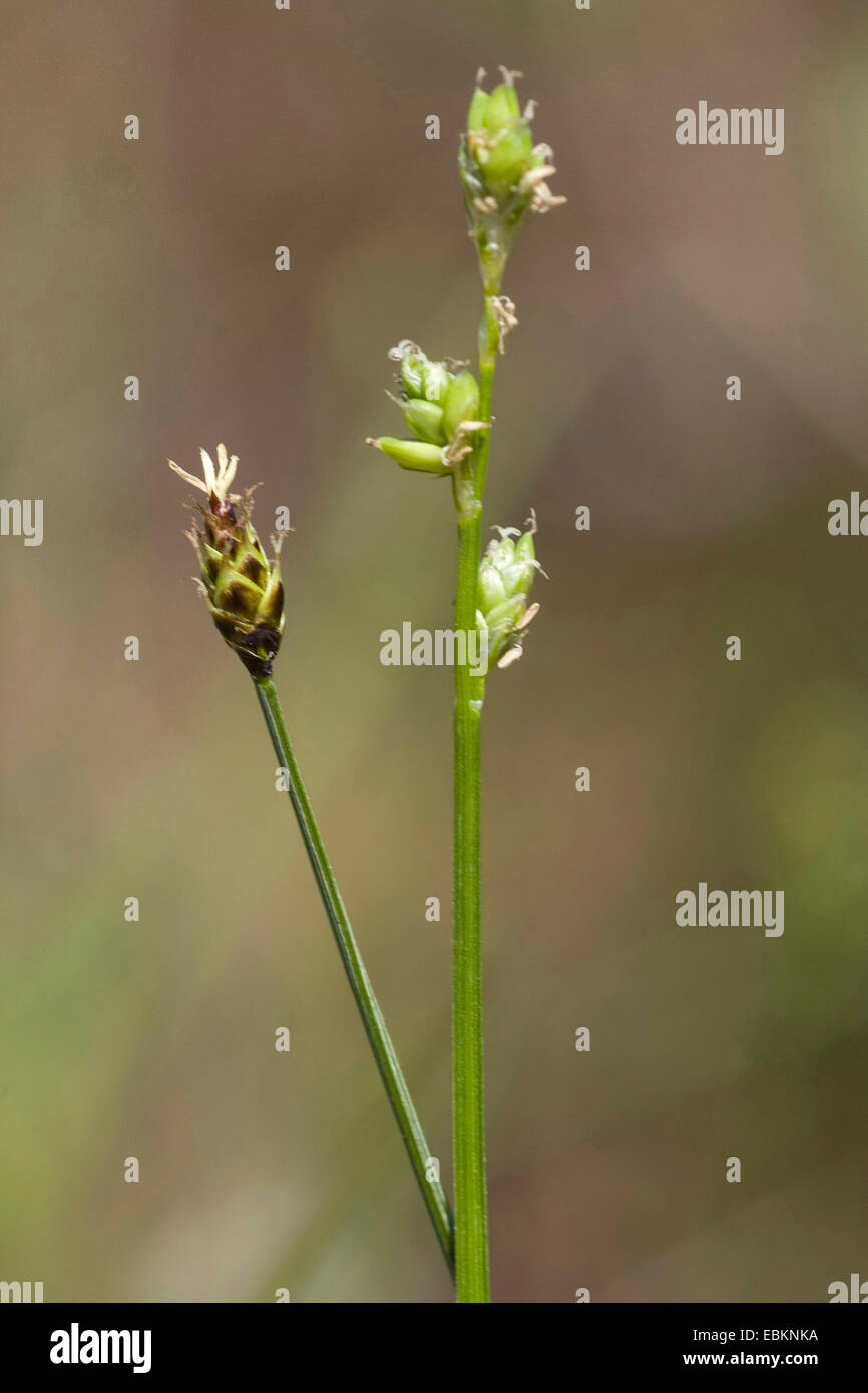 sedge (Carex loliacea), blooming, Germany Stock Photo