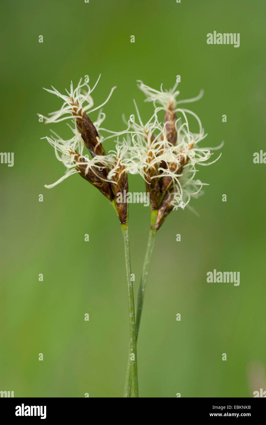 Early Sedge (Carex praecox), inflorescences, Germany Stock Photo