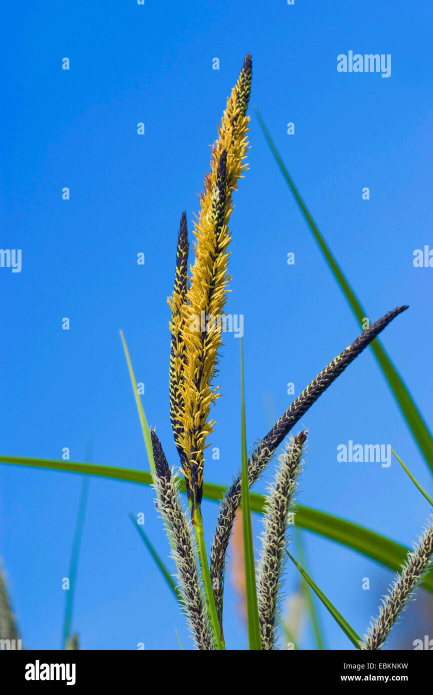 Inn Sedge (Carex randalpina), male and female  inflorescences at flowering time, Germany Stock Photo