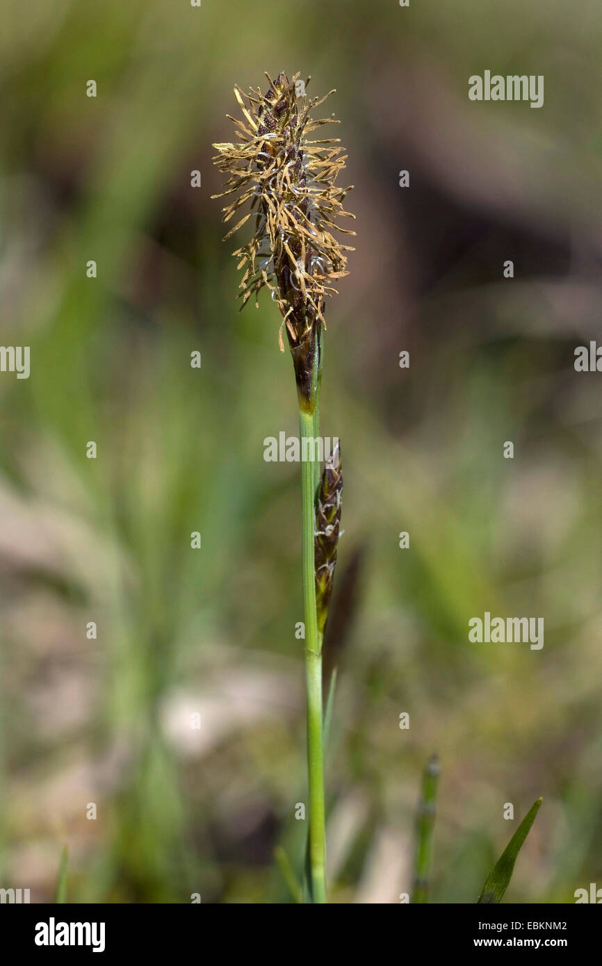 Sedge Inflorescence tawny sedge (Carex hostiana), inflorescence, Germany Stock Photo - Alamy