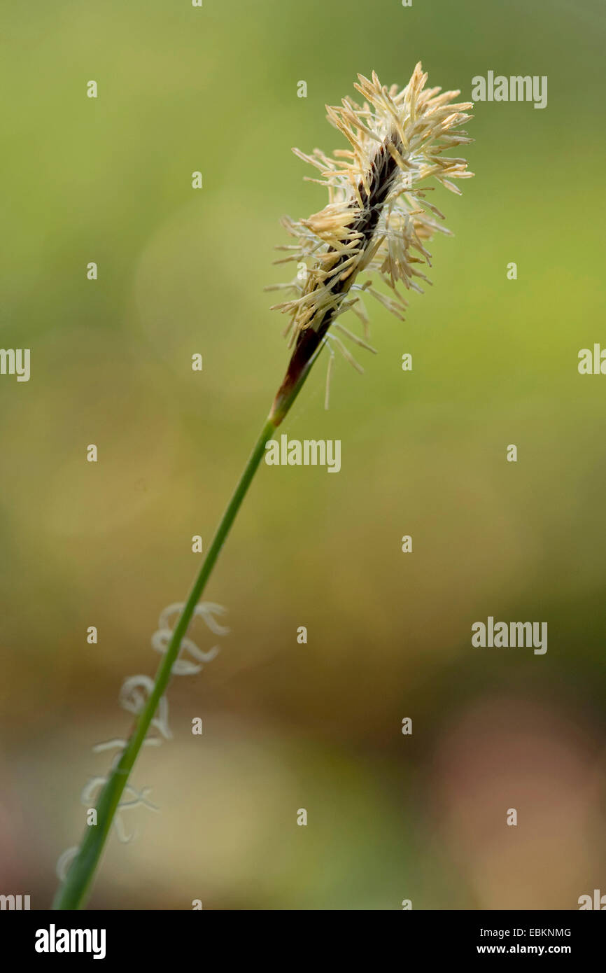 Hairy Greenweed (Carex pilosa), male spikelet, Germany Stock Photo