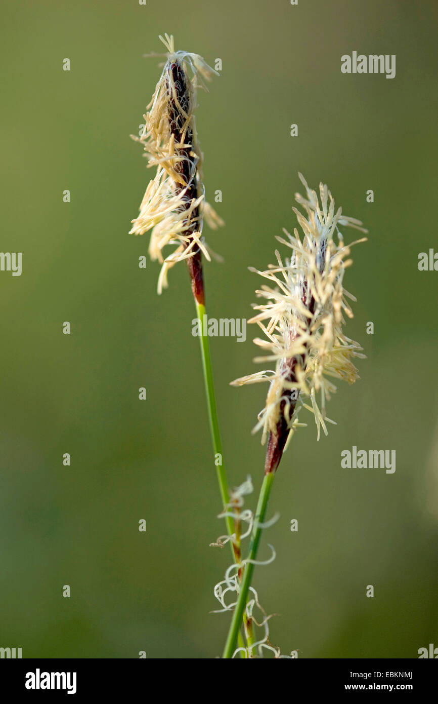 Hairy Greenweed (Carex pilosa), male spikelets, Germany Stock Photo