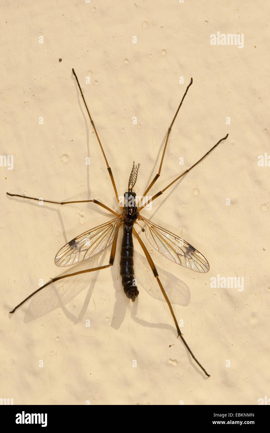 crane flies (Dictenidia bimaculata), male siting at a house wall, Germany Stock Photo