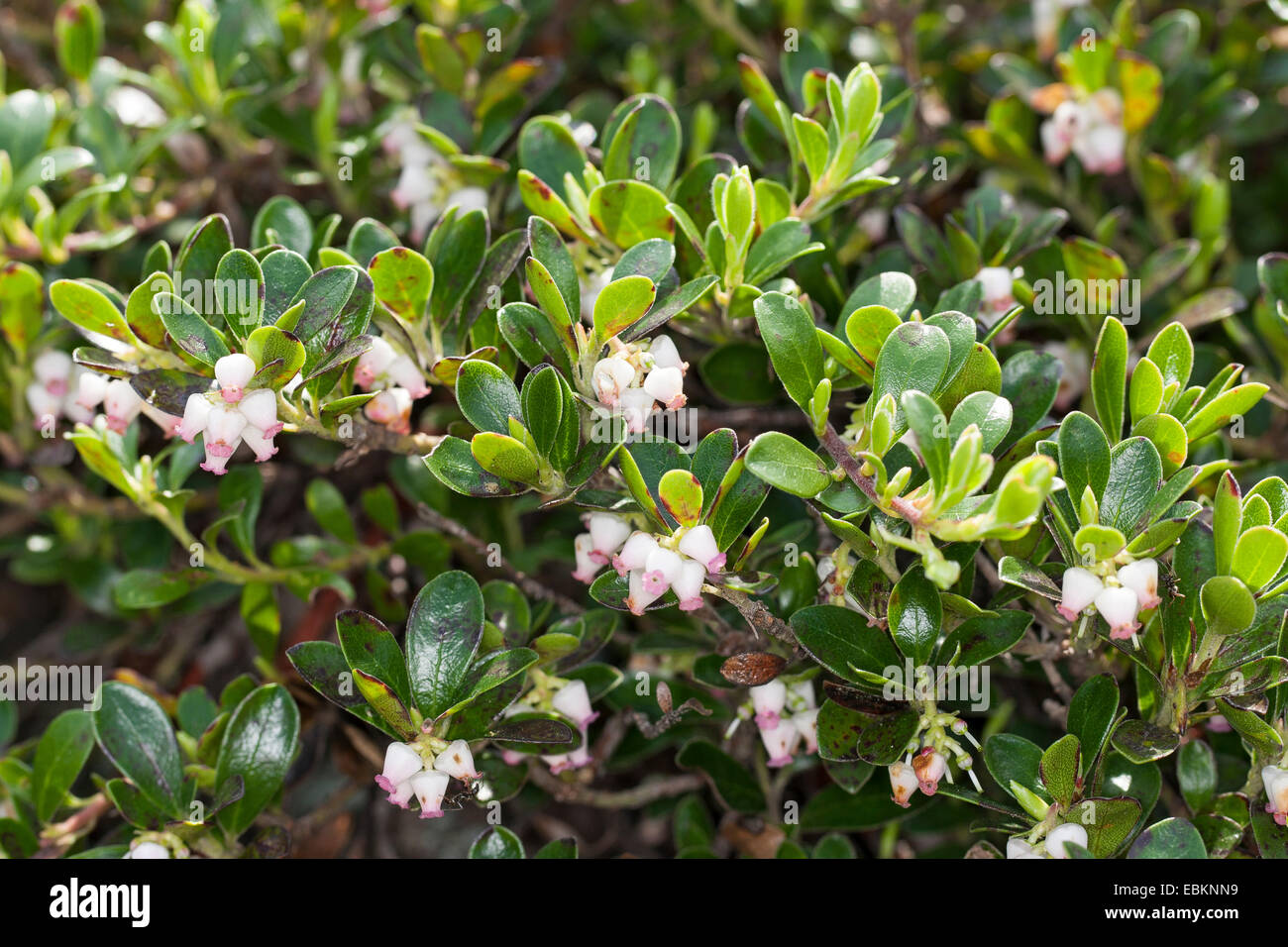 bearberry (Arctostaphylos uva-ursi), blooming, Germany Stock Photo