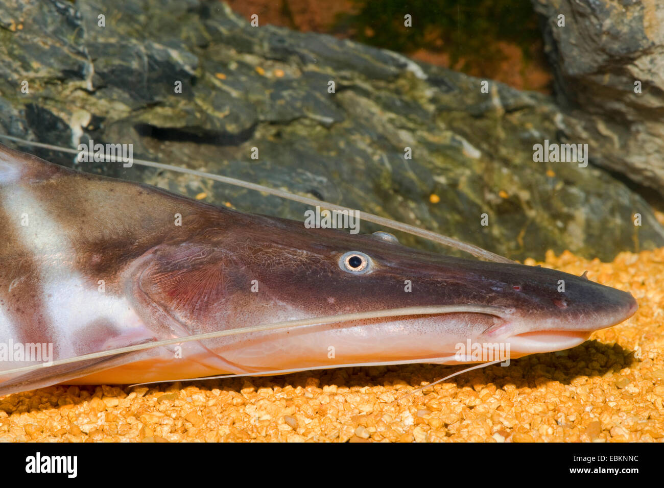 Zebra Shovelnose Catfish