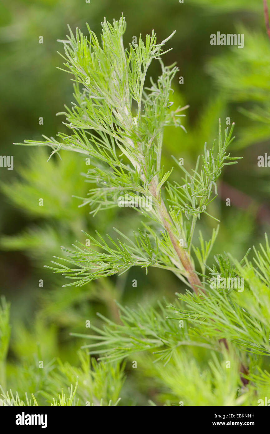 southern wormwood, southernwood (Artemisia abrotanum), sprout Stock Photo Alamy