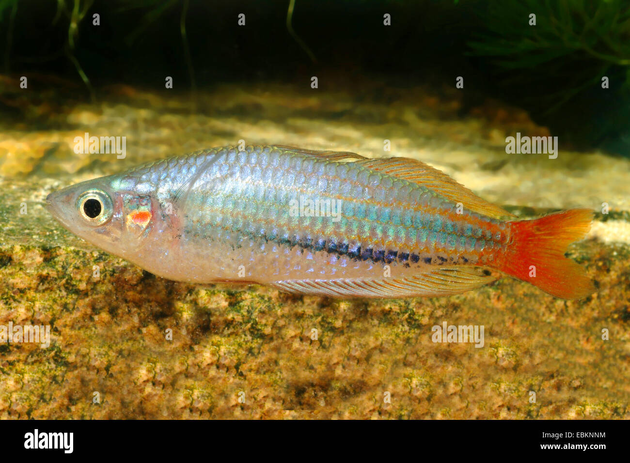 Western Rainbowfish (Melanotaenia splendida australis), full lenght portrait Stock Photo