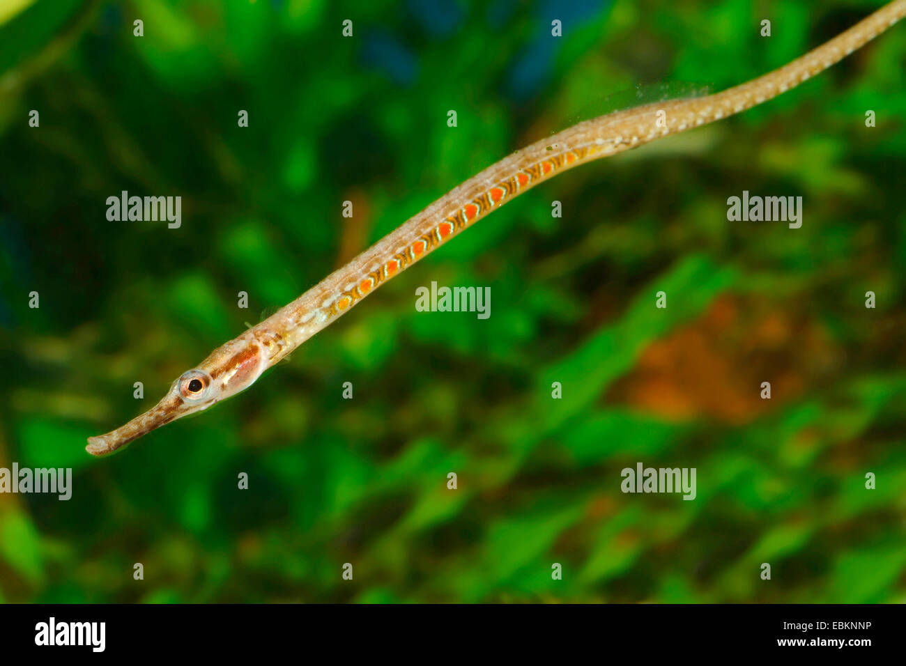 Deocata pipefish (Microphis deocata), side view Stock Photo