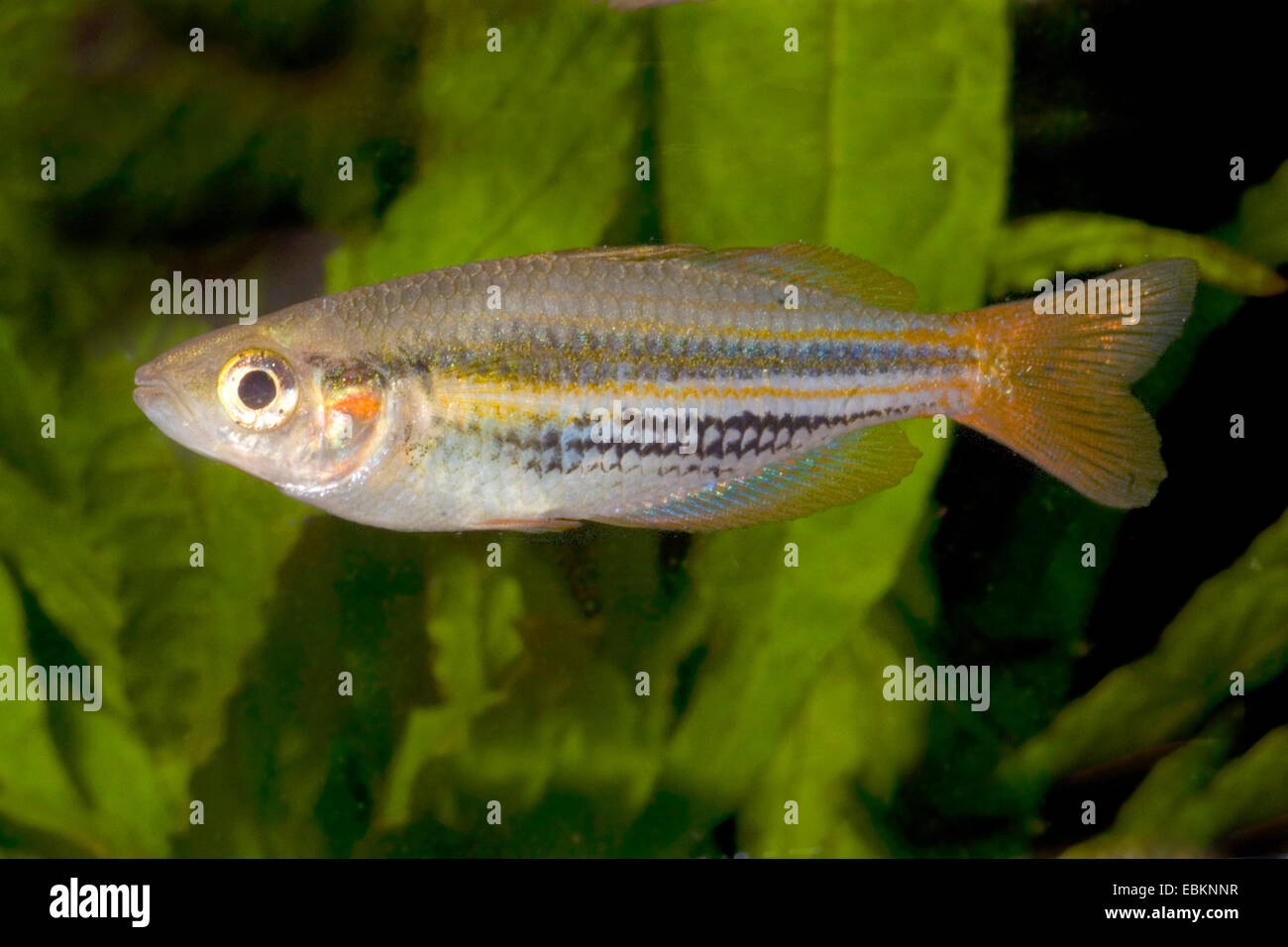 Papua Rainbowfish (Melanotaenia papuae), full length portrait Stock Photo