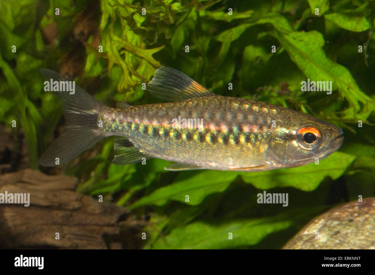 Arnoldichthys spilopterus hires stock photography and images Alamy