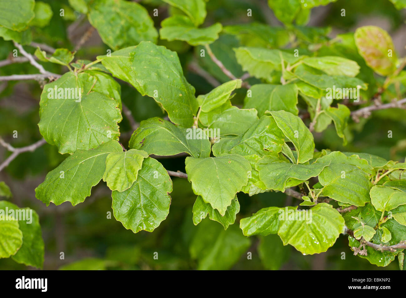 witch hazel, American witchhazel (Hamamelis virginiana), leaves Stock