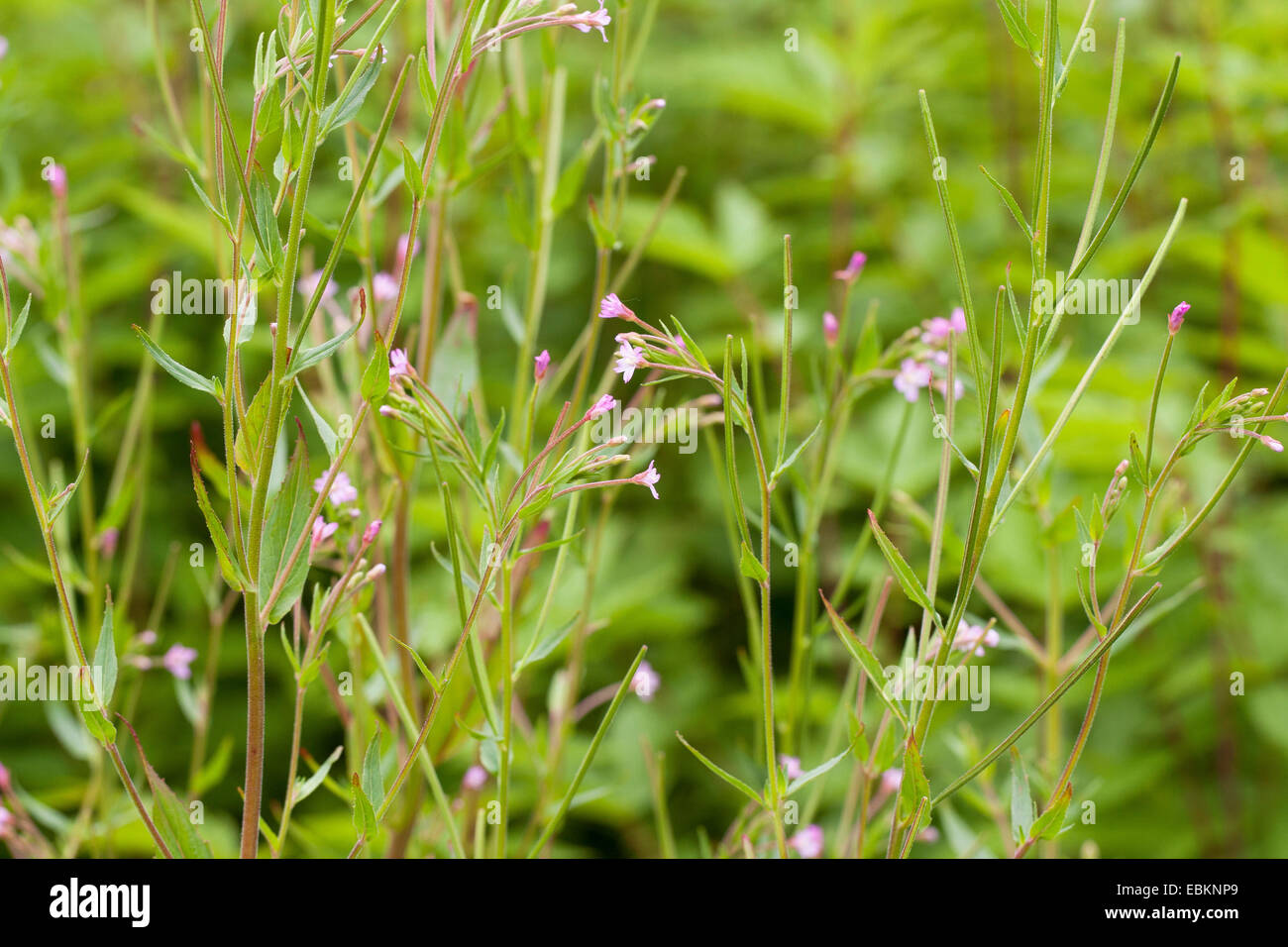 hoary willow-herb, small-flowered hairy willow-herb (Epilobium parviflorum), blooming, Germany Stock Photo