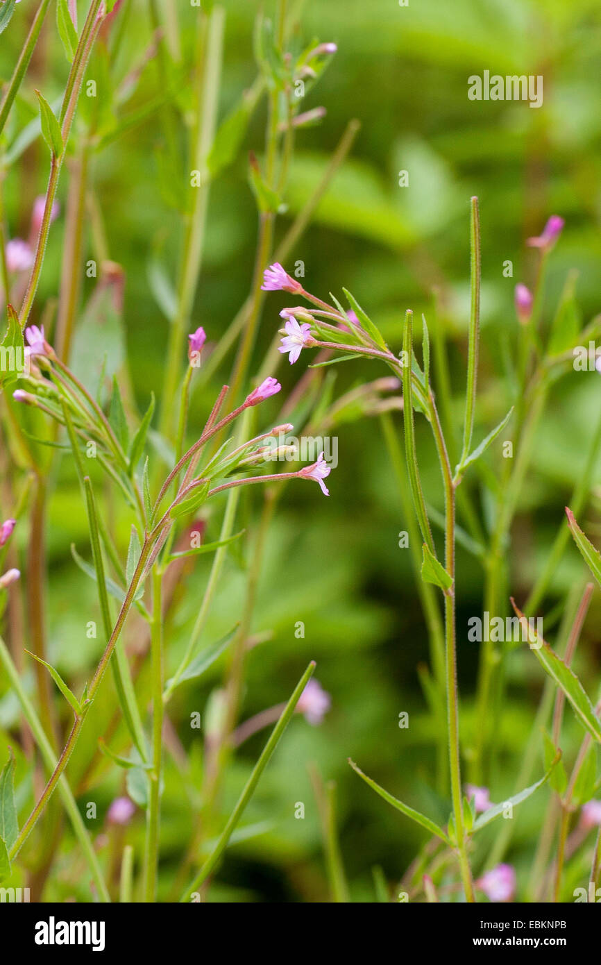 hoary willow-herb, small-flowered hairy willow-herb (Epilobium parviflorum), blooming, Germany Stock Photo