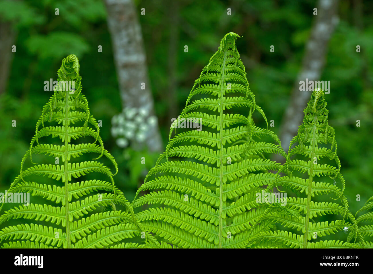 European Ostrich Fern (Matteuccia struthiopteris), detail of fronds, Italy, South Tyrol, Dolomiten Stock Photo
