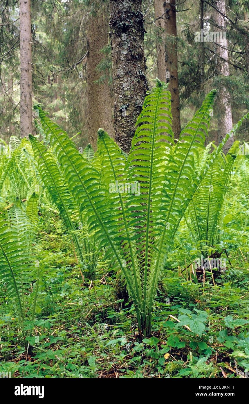 European Ostrich Fern (Matteuccia struthiopteris),  in a forest, Italy, South Tyrol, Dolomiten Stock Photo