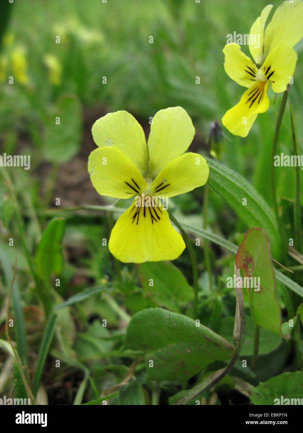 Zinc Violet (Viola calaminaria, Viola lutea ssp. calaminaria), flower, Germany, North Rhine-Westphalia Stock Photo