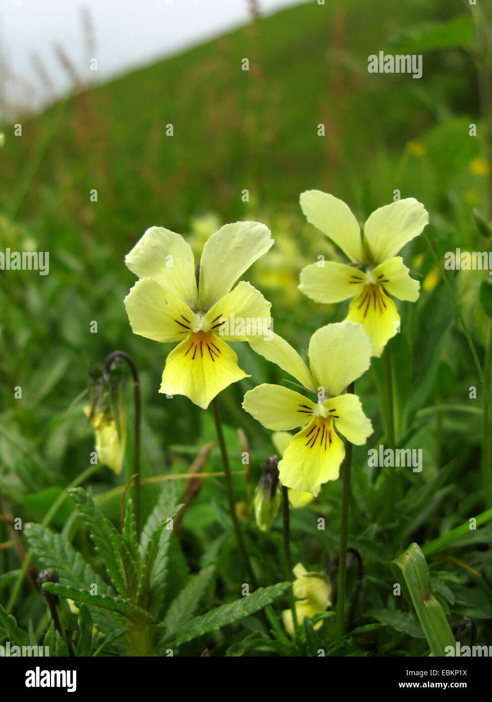 Zinc Violet (Viola calaminaria, Viola lutea ssp. calaminaria), flowers, Germany, North Rhine-Westphalia Stock Photo